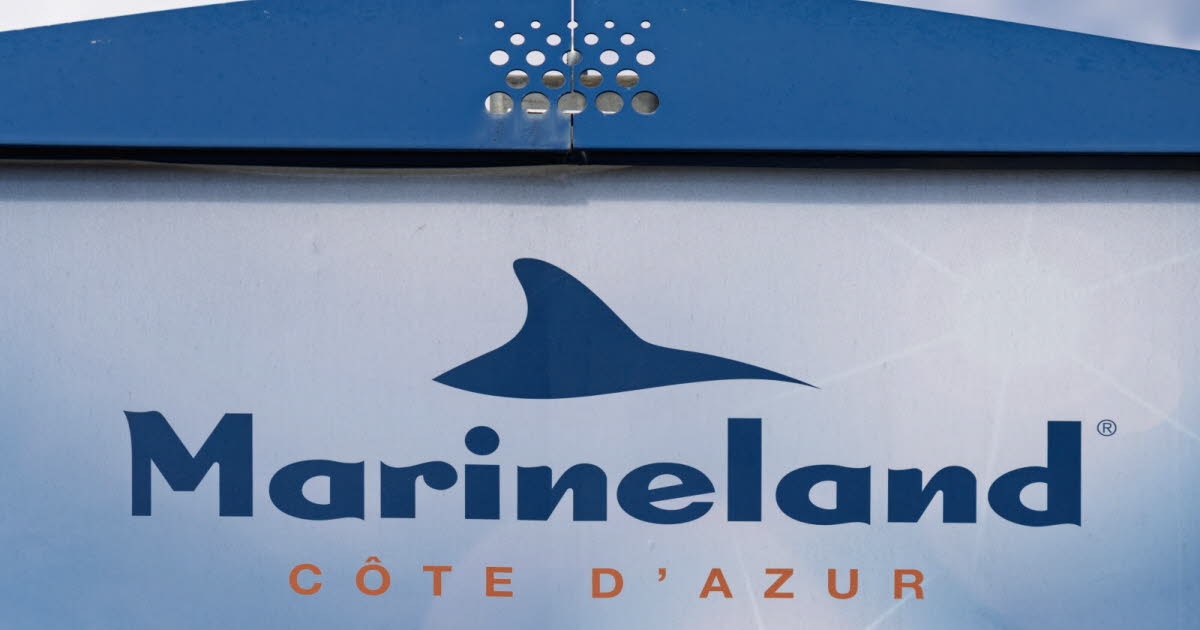 Alpes-Maritimes. Marineland: Video endişeye yol açtı ve katil balinaların kaderiyle ilgili tartışmaları yeniden alevlendirdi