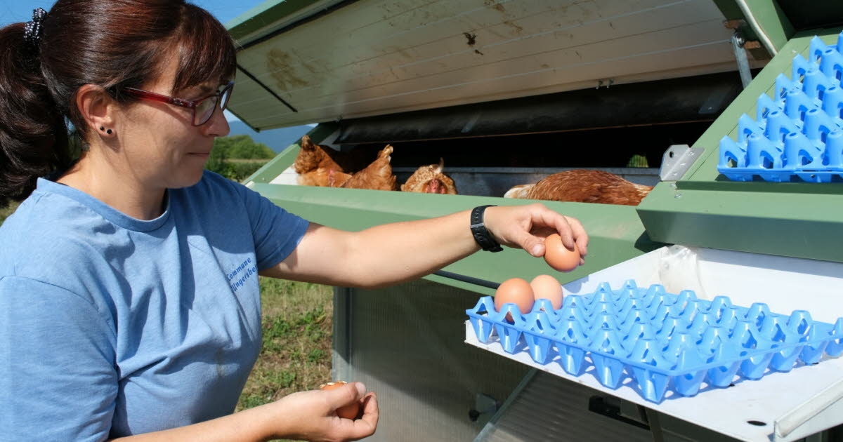 Ungersheim. A 100% organic mobile chicken coop at the Jardins du Trèfle Rouge