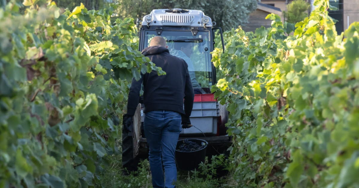 Social. Seasonal workers exploited during the grape harvest: cases decided by the courts