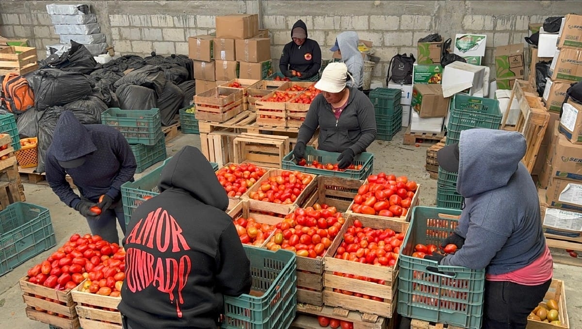 Productores de jitomate buscan precio mínimo para sostener exportaciones a EU