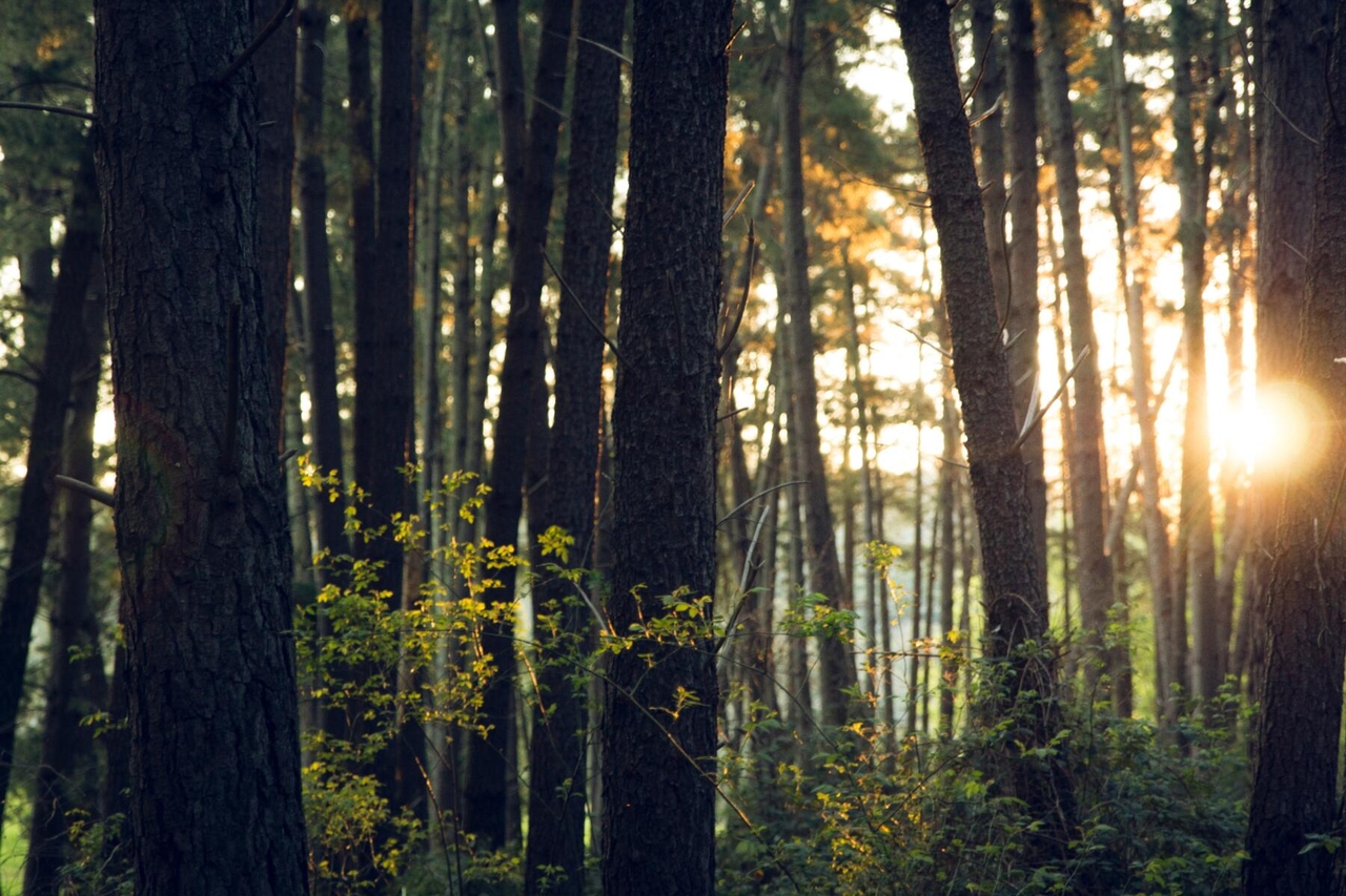 A ESMA explica o que fazer para evitar o greenwashing