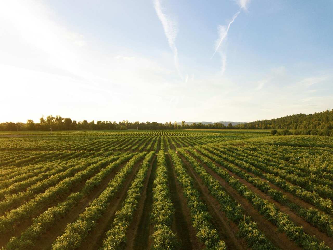 Edison, acordo com a Verdalia Bioenergy para coleta de biometano agrícola para transporte