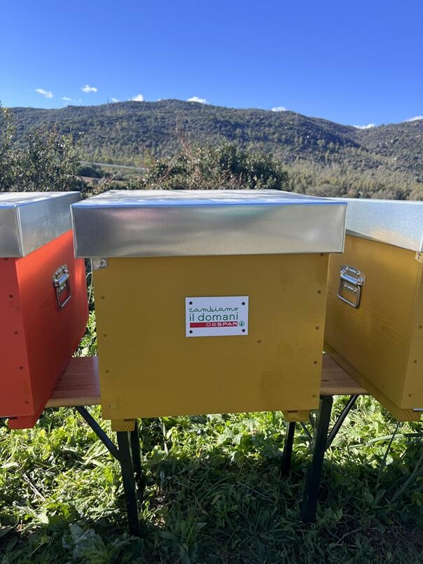 Despar: the project dedicated to the protection of approximately 2 million bees is underway