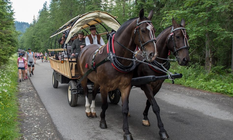 Caballos de Morskie Oko bajo supervisión veterinaria. "Sin objeciones".