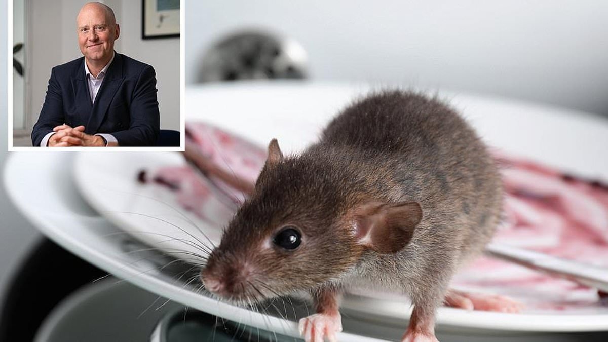 A casa que comprei está infestada de ratos. Posso tomar medidas contra o vendedor?