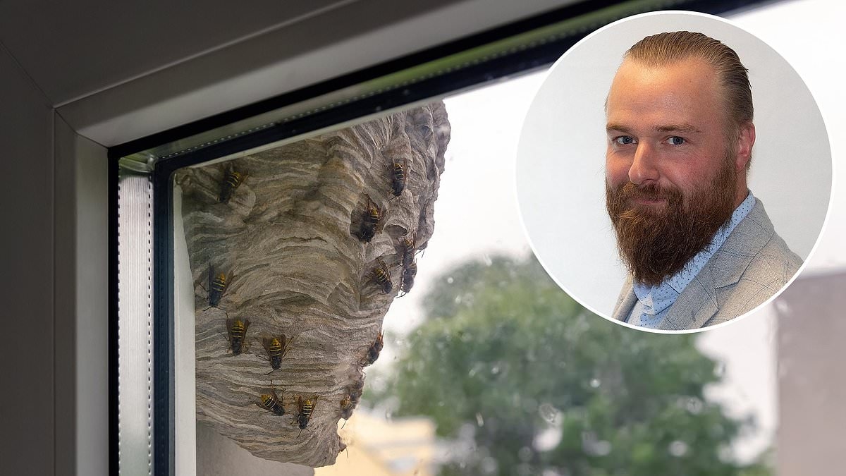 Wasps making our lives a misery: How can we get our neighbour to tackle a nest while we try to sell our home?