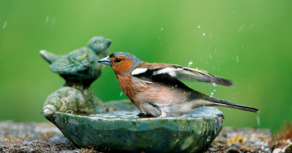 B&M lanza un producto para exteriores de £5 que mantiene a los pájaros cerca de tu jardín.