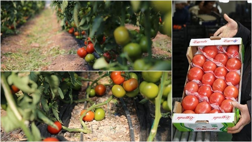 Kumluca ve Finike'nin domateslerini 'dünya' tadıyor