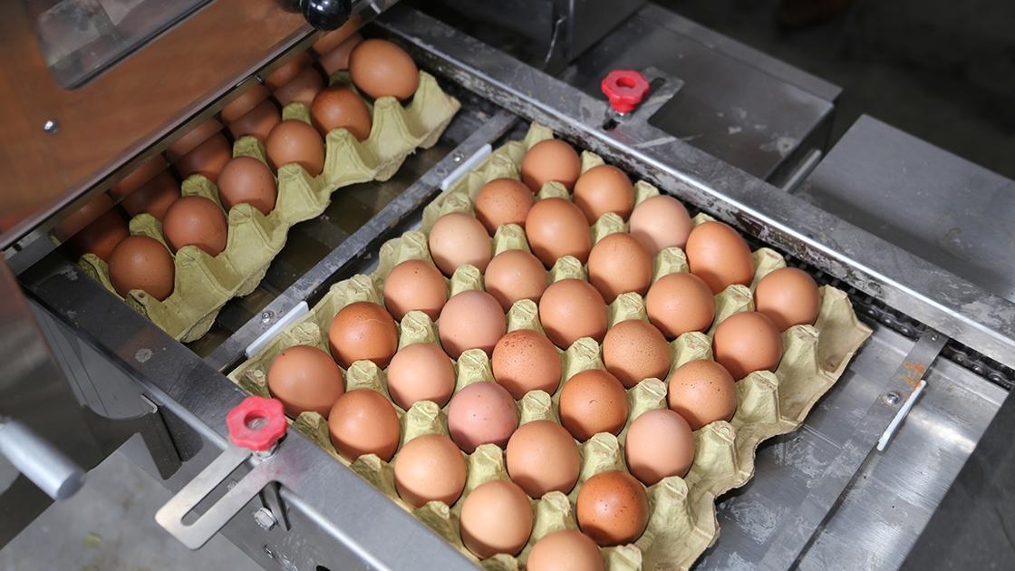 Deutlicher Rückgang der Eierpreise! Hier ist der Grund, warum die Eierpreise sinken