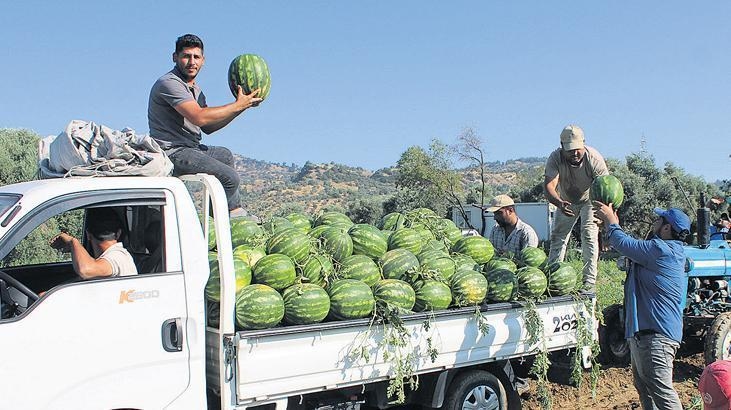Unplanned planting area hits watermelon