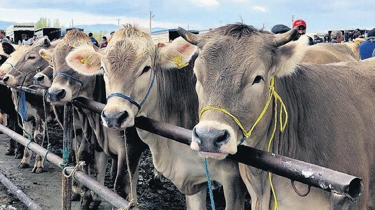 Ministerio de Agricultura: Comunicado sobre fiebre aftosa: No existe riesgo en el consumo de carne