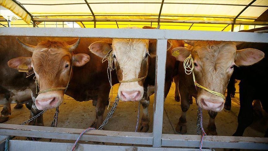 Alle Tiermärkte in der Türkei wurden geschlossen: Bemerkenswertes Statement zu den Fleischpreisen!