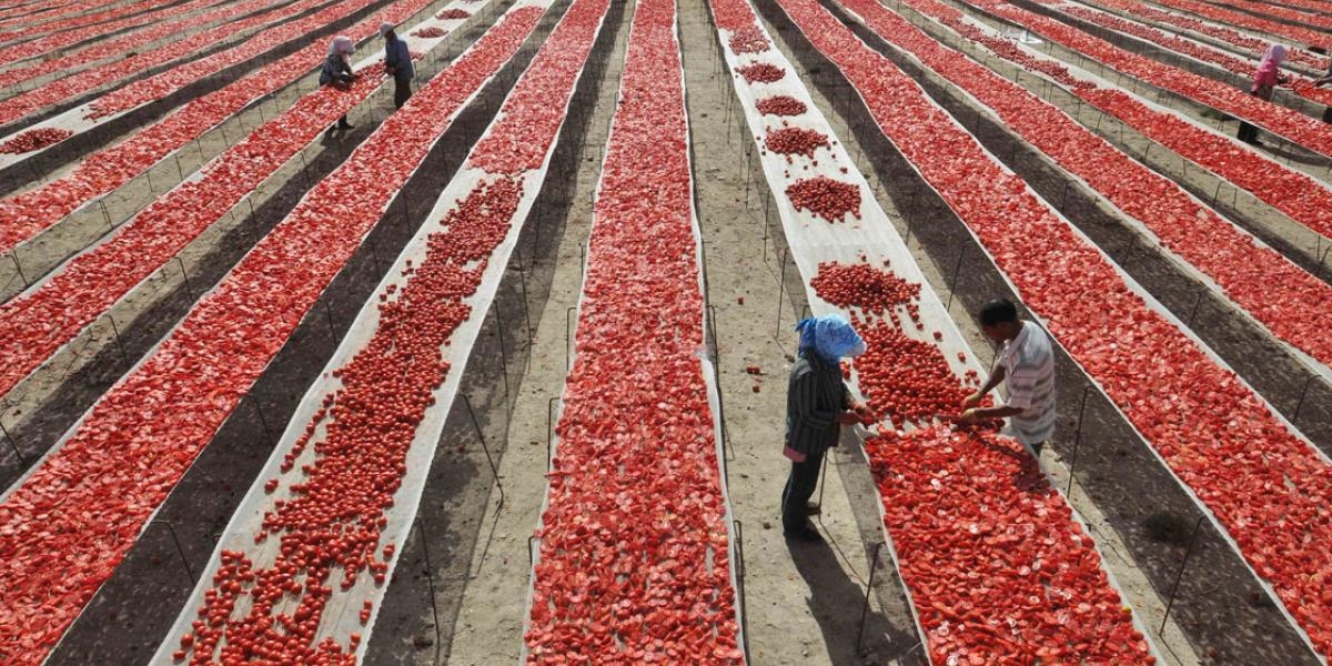 Antidamping vergisi, Meksika'nın ABD'ye domates ihracatını %7,9 oranında azaltacak