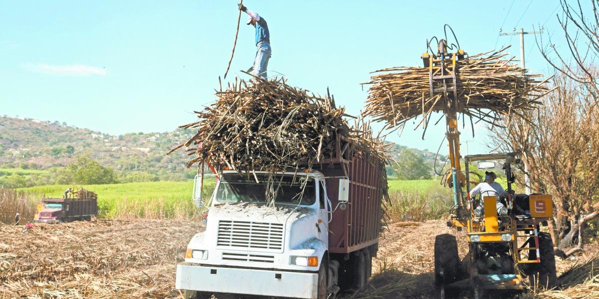 Francesa NetZero construirá en Brasil planta de biocarbón a base de caña de azúcar