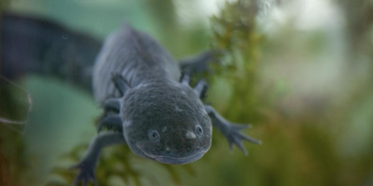 The latest axolotl census reveals its survival, but it is urgent to restore its habitat in Xochimilco.