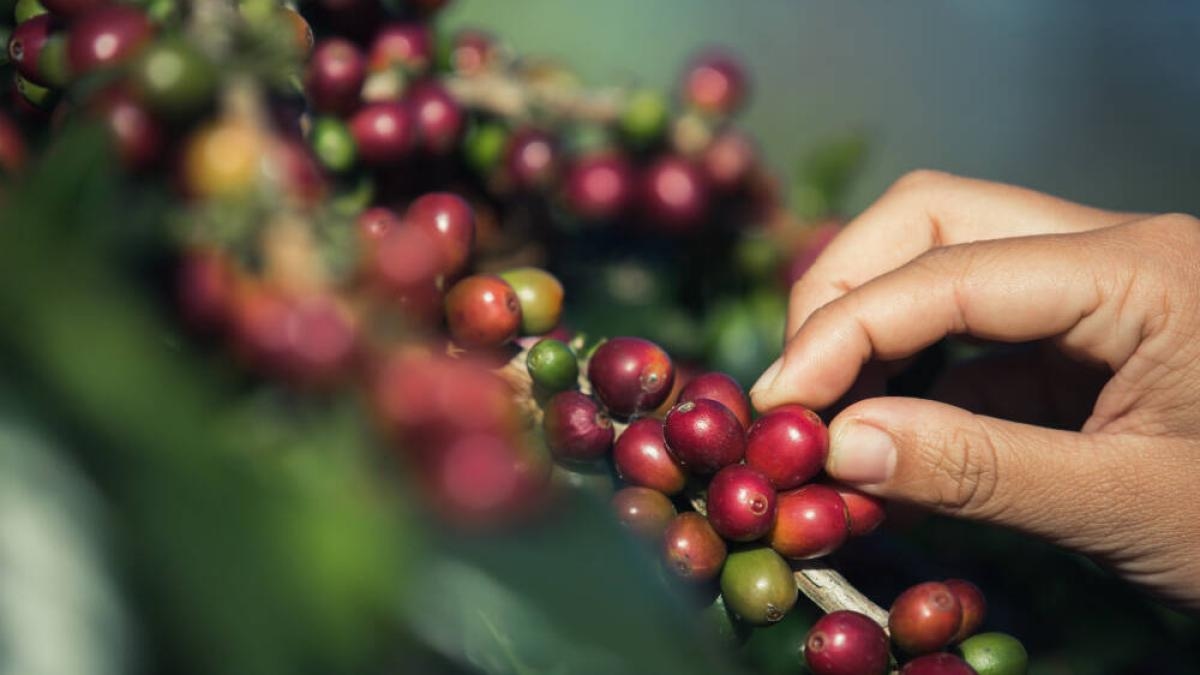 After several record highs, is there room for coffee to rise further?