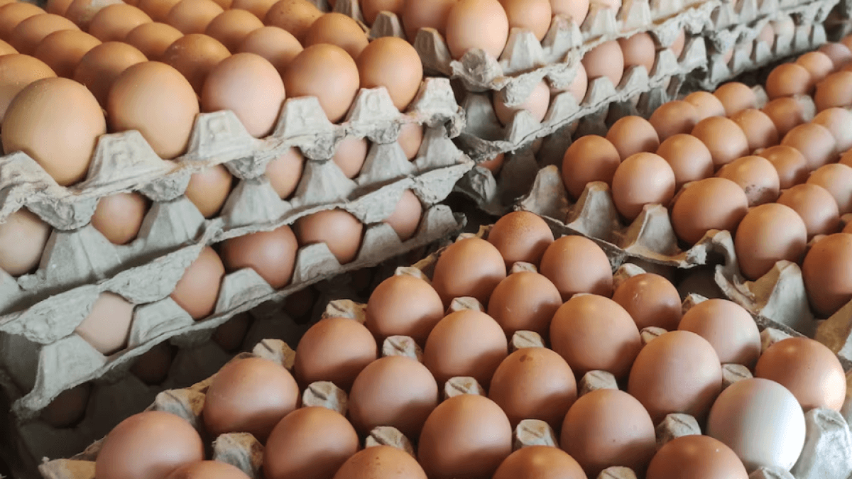 Die Zukunft der nachhaltigen Eierproduktion im Land: So verändert sich die Landschaft Kolumbiens