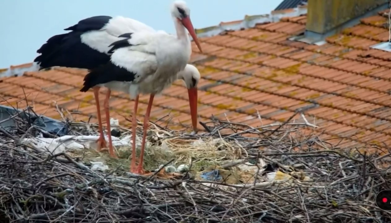 La cigogne la plus paternelle Yaren