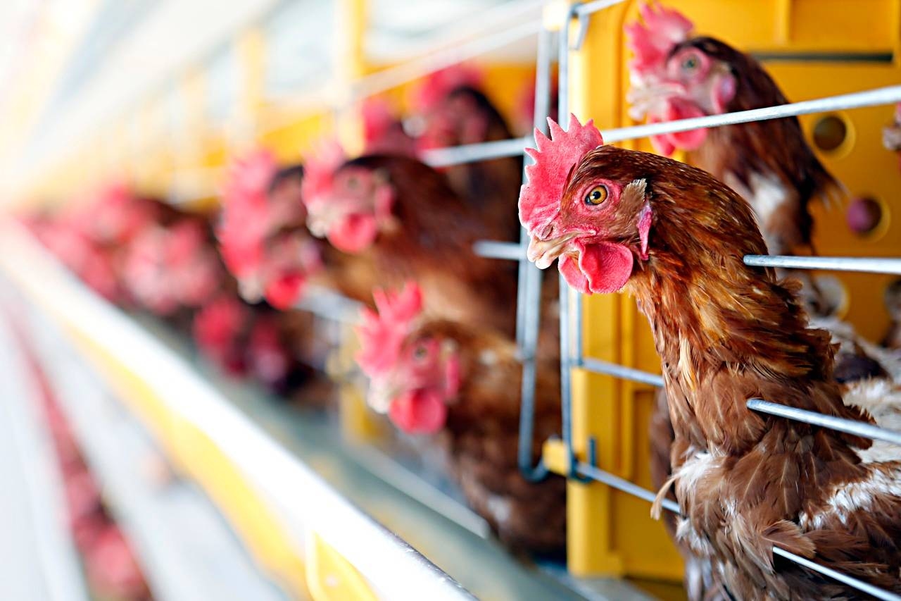 Vogelgrippe könnte steigende Preise für Hühnerfleisch und Eier für Verbraucher bremsen