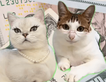 El gobierno incluso usa el “meme del gatito” para intentar garantizar un aumento de IOF