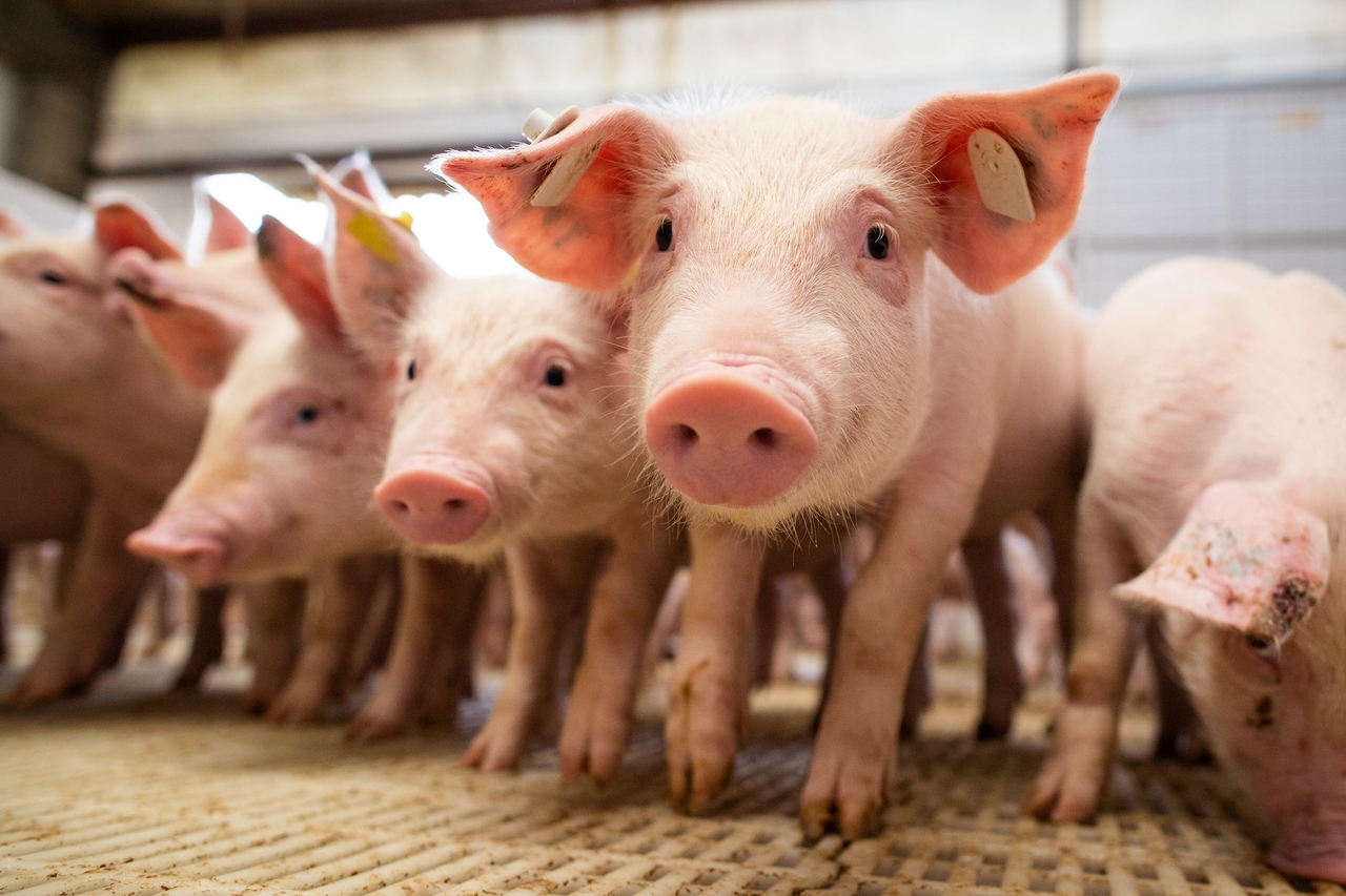 Animal health industry invests in pig welfare to increase production