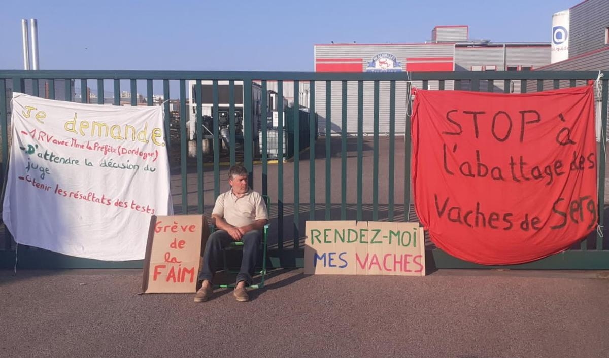 Dordogne: To prevent his cows from being slaughtered, he begins a hunger strike
