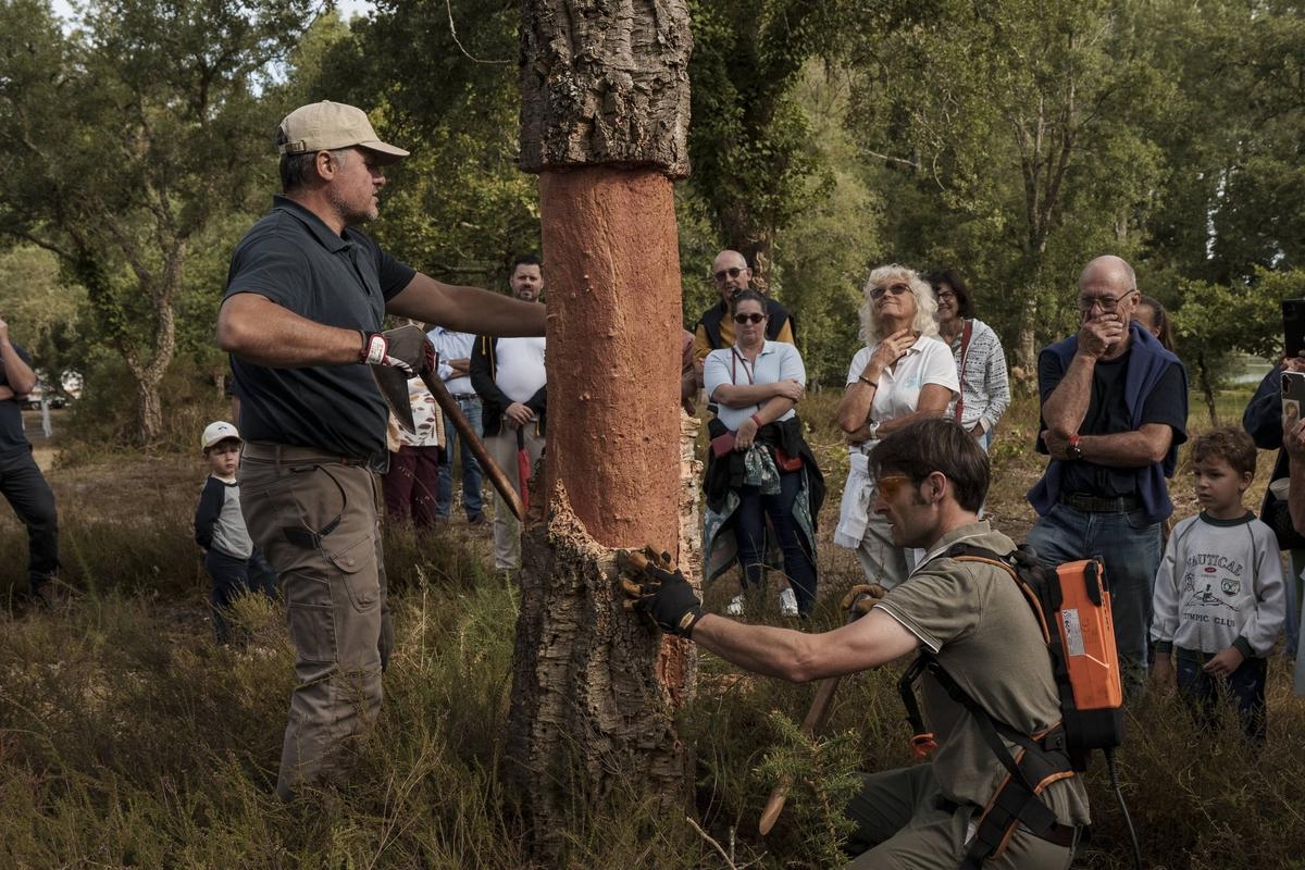 "Hassasiyet, el becerisi ve dayanıklılık": Landes bölgesinde mantar meşesi hasadı tüm hızıyla devam ediyor