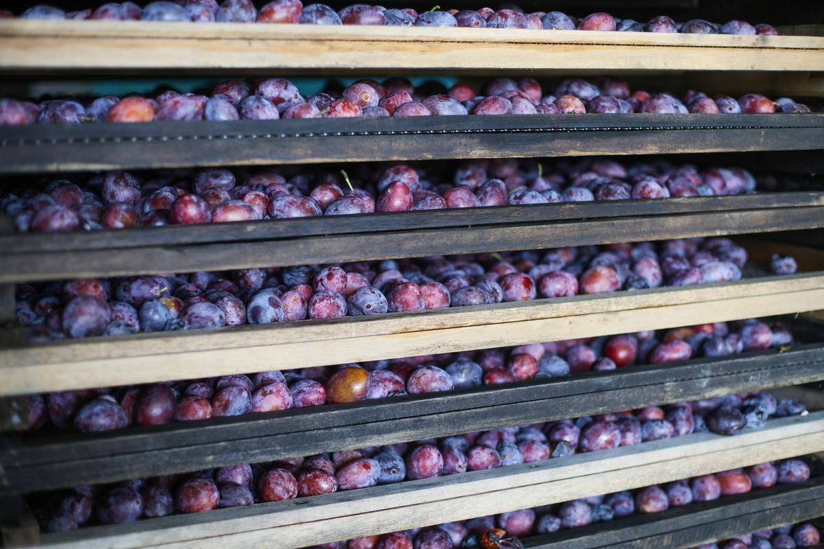 Pflaumenernte: Wetter hat Produktionsmenge beeinflusst