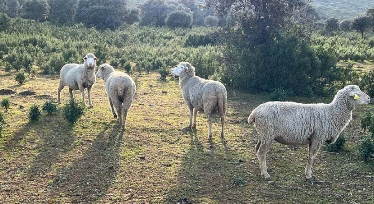 La lengua azul amenaza de nuevo a los ganaderos extremeños
