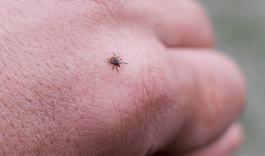 Incubo di zecche! Un'altra persona ha perso la vita