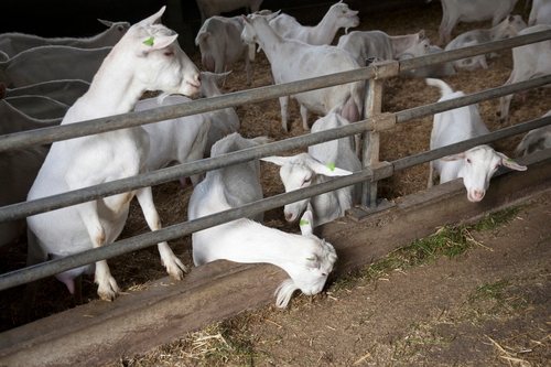 Fazendas de cabras novamente associadas à pneumonia e mais mortes