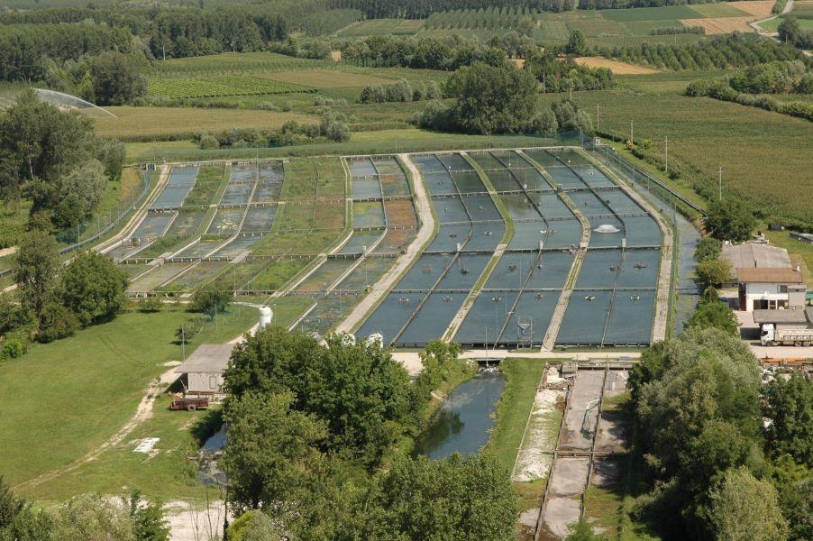 Api-Confagricoltura Fvg : Malheureusement, un autre été dominé par les fruits de mer étrangers.