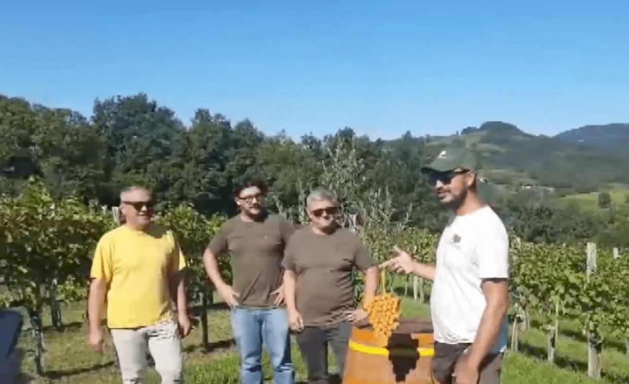 Em Oslavia, a Ribolla é colhida pela União Italiana de Cegos e Deficientes Visuais.