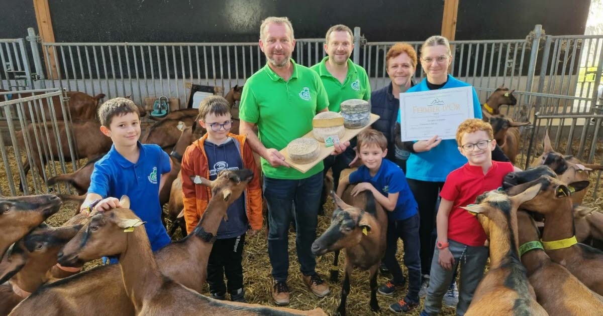 Saint-Romain-le-Puy. "El cuidado puesto en el queso": los secretos de oro para elaborar un tomme de la granja en el corazón de la región de Forez.