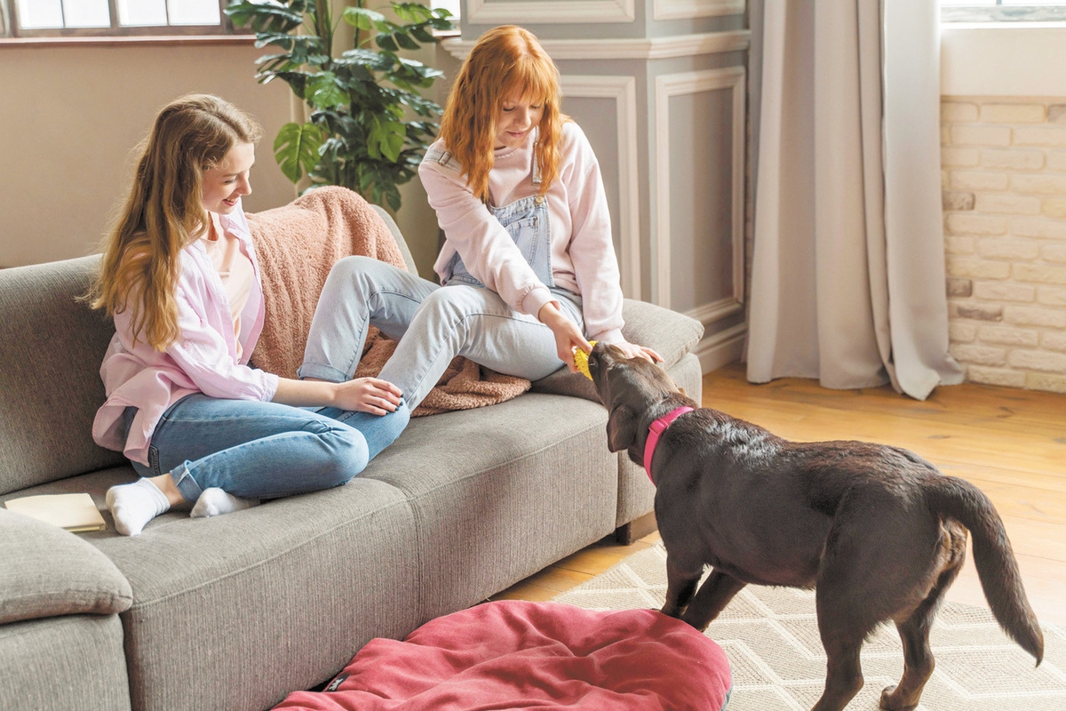 Parlementsleden hebben voorgesteld om het aantal dieren in appartementen te beperken.
