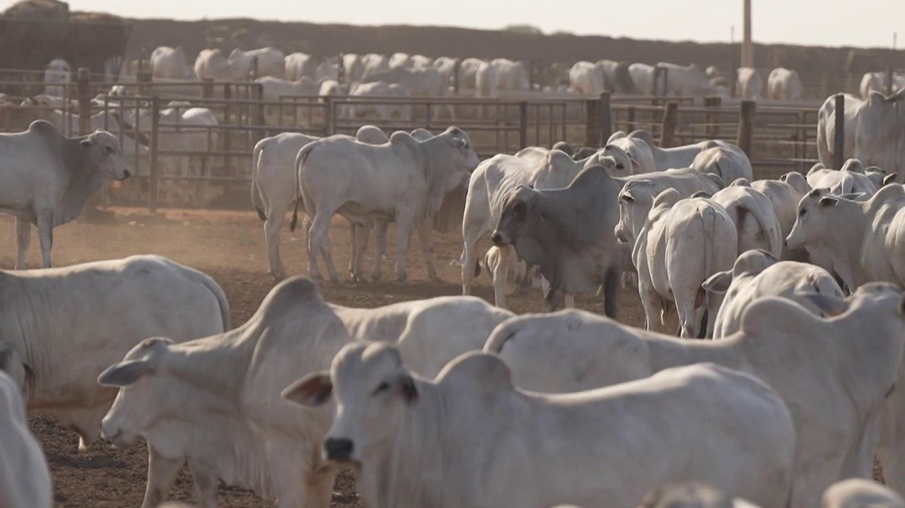Mercosur: Brezilya'dan gelen ve tabaklarımıza girebilecek etle ilgili soruşturma