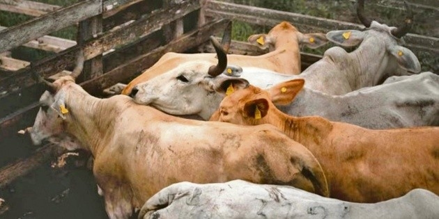 Operationen gegen Schraubenwurm ausgeweitet